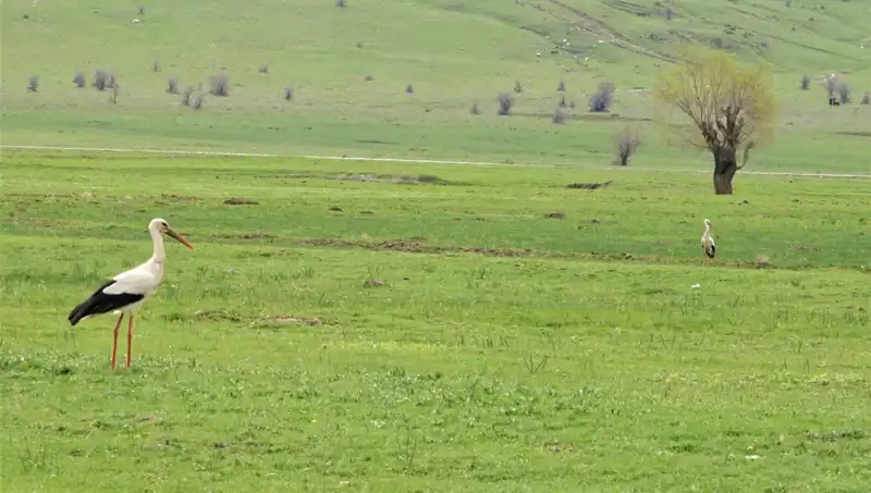 Leyleklerin Muş Ovası'na Geri Dönüşü ve Yıldızlar Altındaki Yuvaları
