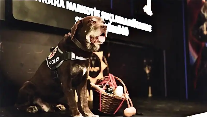 Ankara Emniyeti'nin Usta Narkotik Köpeği Toma, 11 Yıl Sonra Emekli Oldu