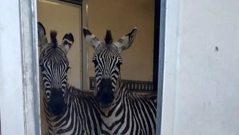 Sınırda Durdurulan Minibüsten Hayvan Kaçakçılığı: Zebra, Maymun ve Daha Fazlası!