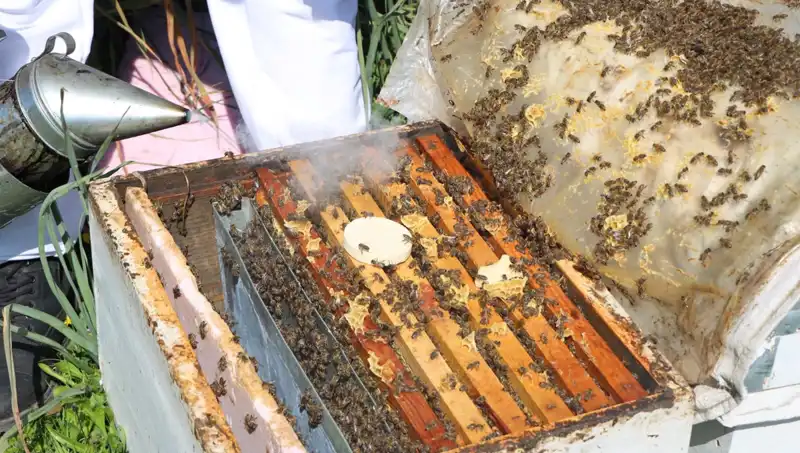 Genç Girişimci Ata Mesleği Arıcılıkla Yurt Dışına Açılıyor: 800 Kovanla Bal Üretiyor