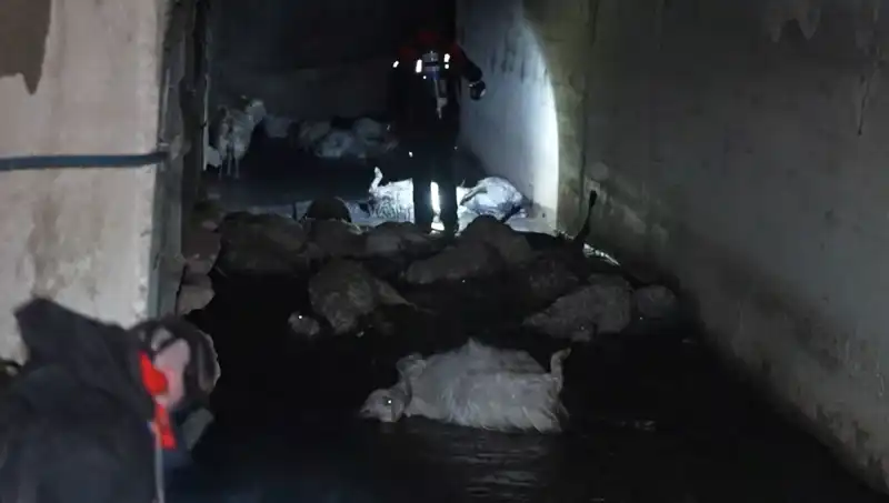 Keskin Koku Felaketi: Onlarca Hayvana Ne Oldu?