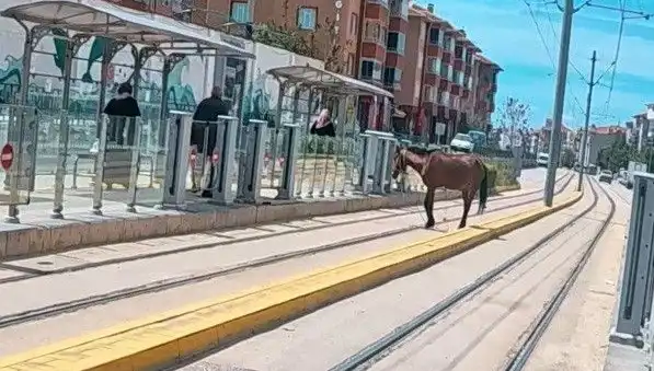 Eskişehir Tramvay Raylarında Baş Başına Kalan At, Şehirde Şaşkınlık Yarattı