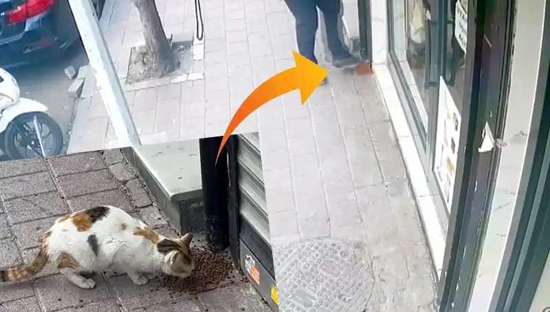 Kedilerin Mamalarını Dağıtıp Kaçan Gizemli Şahıs Şehirde Panik Yarattı