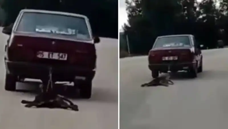 Otomobiliyle Köpeğini Sürükleyen Sürücü, Tepkileri Üzerine Çekti