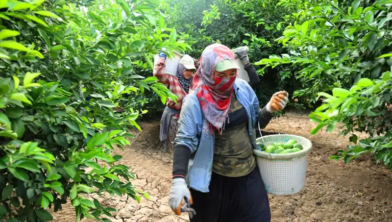 Marketlerdeki Meyve Fiyatları Düşmeye Başladı: Hasat Dönemi Geldi