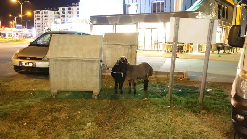 Mor Karaman Koyunları Yolda Bırakıldı: Hayvanların Kaderi Ne Olacak?