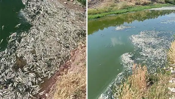 Karasu Çayı’ndaki Balık Ölümleri Üzerine Kapsamlı İnceleme Başlatıldı