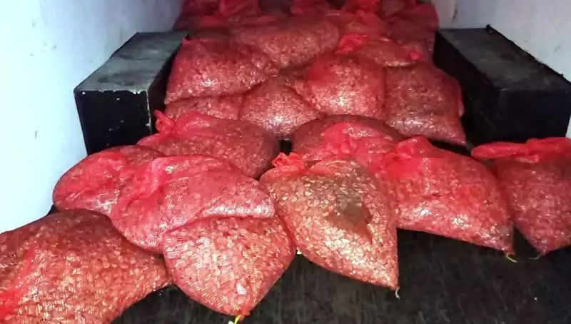 Samsun'da 1,5 Ton Kaçak Midye Operasyonu: Sağlıksız Gıda Skandalı