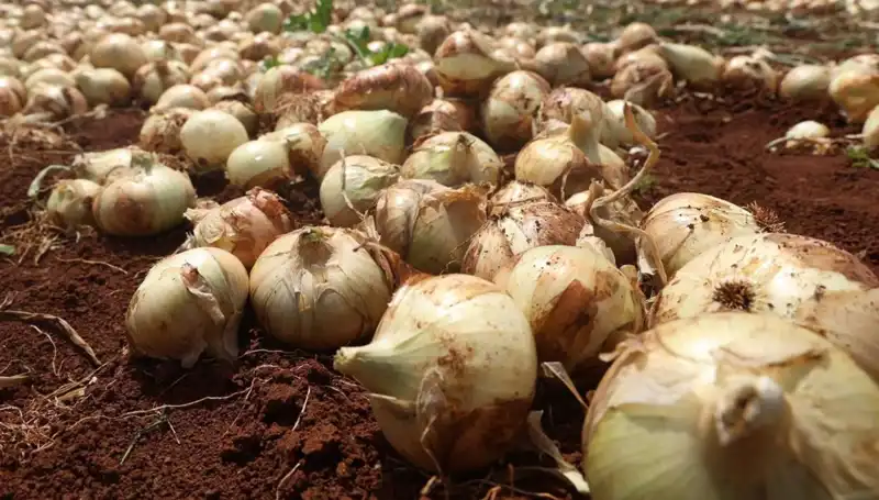 Hatay'da Soğan Hasadı Başladı: Çiftçinin Yüzü Gülüyor!
