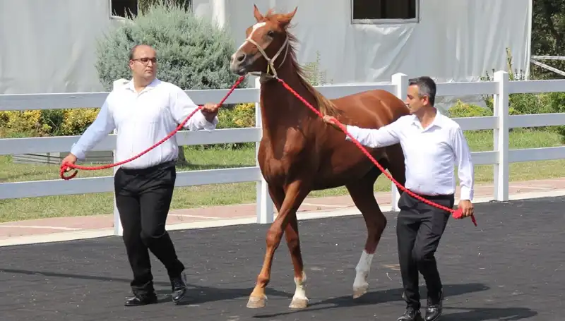 Taşkın Kral Rekorunu Tazeledi: İzleyicileri Büyüledi!