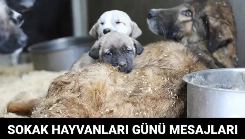Dünya Sokak Hayvanları Günü: Kurtarılmayı Bekleyen Canlar İçin Farkındalık