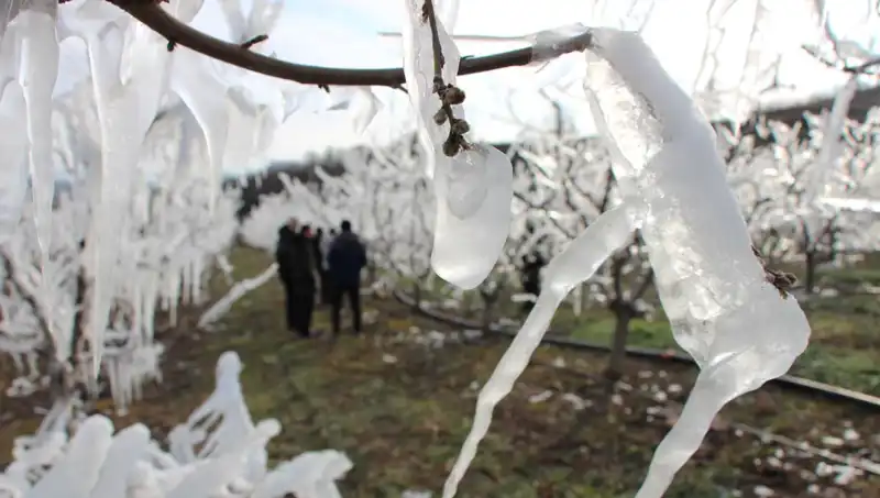 Soğuk Hava Şoku: Ağaçları Donmaktan Kurtaran Sıra Dışı Yöntem
