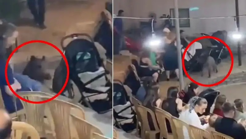 Düğün Töreninde İhtiyaç Duyulmayan Misafir: Yaban Domuzu Panik Yarattı
