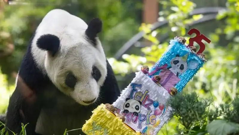 Dev Panda Xin Xin, Duygusal 35'inci Doğum Gününü Kutladı