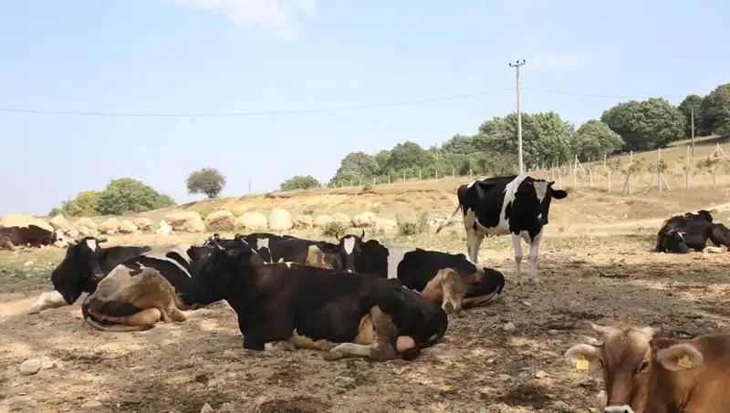 Şap Hastalığına Karşı Önemli Önlem: 22 Köyde Giriş-Çıkış Yasaklandı