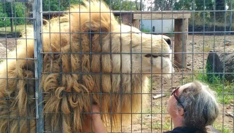 Avustralya'da Kafes İçindeki Aslan Saldırısı: Kadının Kolunu Kaptı!