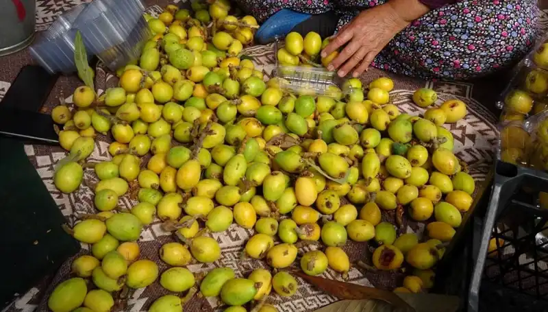 Muşmula Hasadı Başladı: Kilosu 150 TL ile Pazarları Sarstı