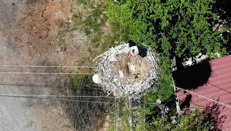 Baharın Müjdecisi: 22 Yılda Efsane Olmuş Yuva Dönüş Yolunda