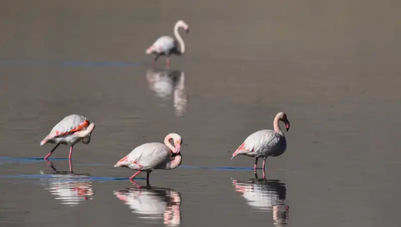 Kuş Cenneti Kuraklığın Pençesinde: Flamingo Sayısındaki Çarpıcı Düşüş