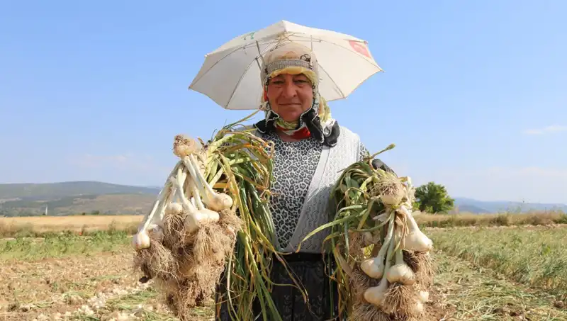 Kavurucu Sıcaklarda Çalışanlar Günde Bin 200 TL Kazanıyor!