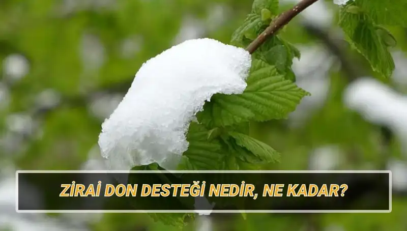 Zirai Don Desteği: Hangi İllerde Ne Kadar Yardım Yapılacak?