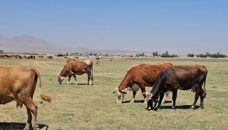 Arin Gölü Kurudu: Bölgedeki Su Krizi Derinleşiyor, Çözüm Arayışları Başladı