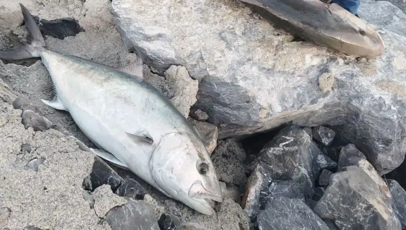 Oltayla Yakalanan Devasa 65 Kilo Balık, 18 Bin TL'ye Satıldı!