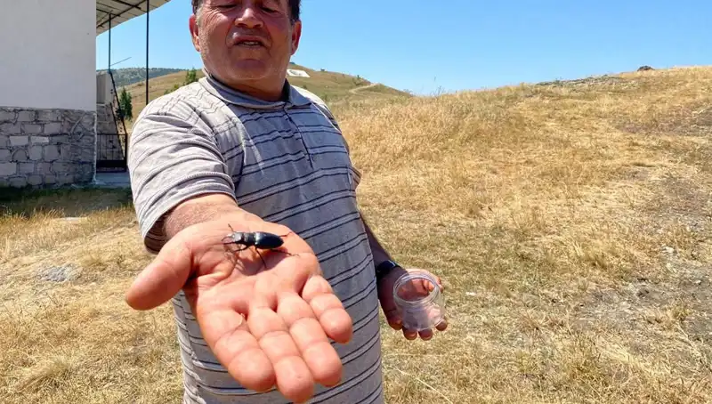 Sivas’ta Görülen Tehlikeli Böceği Öldürene 557 Bin TL Ceza
