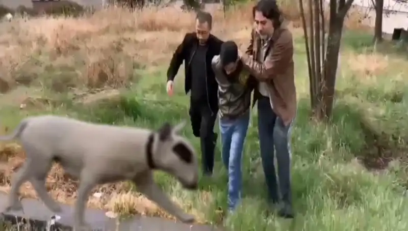 430 Bin Lira Değerindeki Şampiyon Köpek Hırsızı Yakalandı!