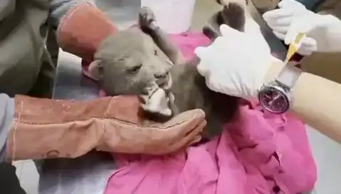 Karabük’te Yavru Bozayı Bulundu: Doğada Neler Oluyor?