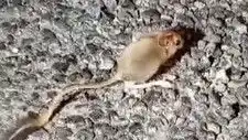 Tunceli Dağlarında Nadir Görülen Arap Tavşanı Keşfedildi