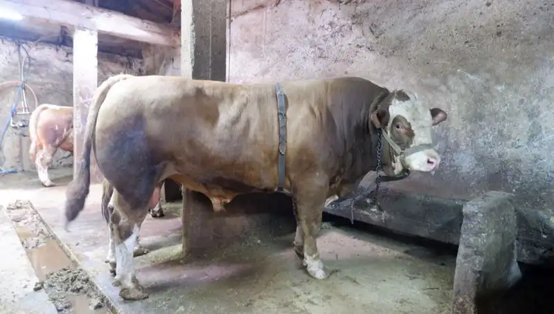 Tam 1 Ton 200 Kilo! Bu Miktardaki Eşyanın Fiyatı Şaşırtıyor