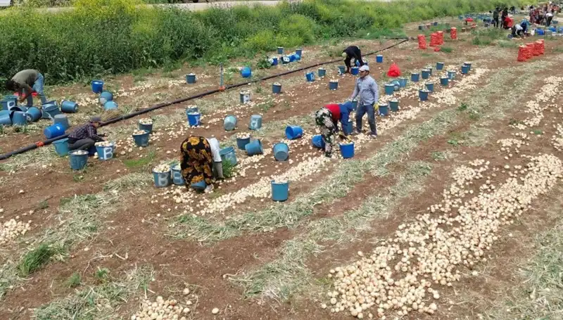 Soğan Hasadı Başladı: Fiyatlar Düşüyor, Tüketici Yüz Güldürüyor