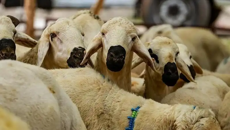 Kurban Bayramı Ne Zaman? 2023 Bayram Tatili 9 Gün Mü Olacak?