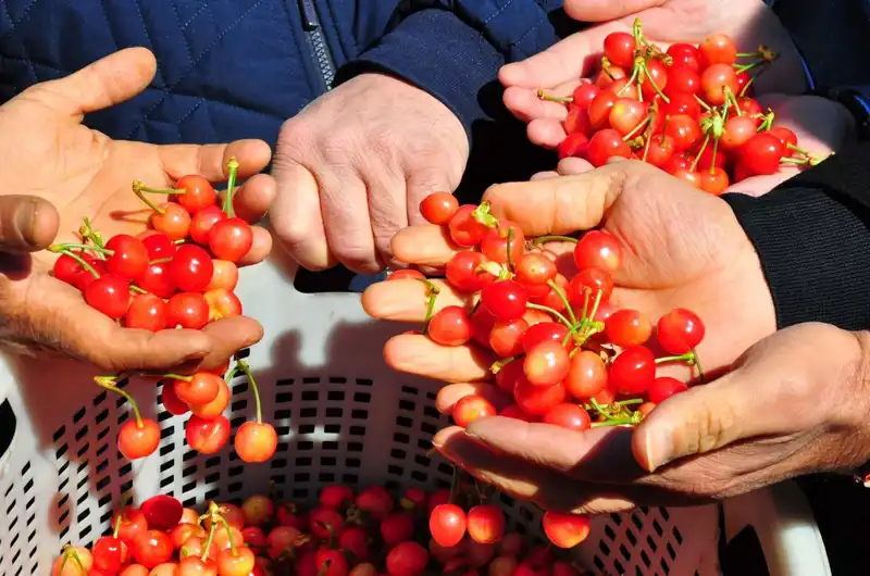 İlk Hasadını Yapan Ürün, Kilosu 3.500 TL’den Alıcı Buldu!