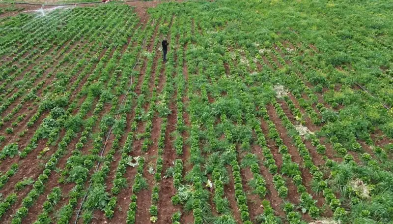 Marul Hasadında Kuraklık Tehlikesi: Üreticiler Ne Yapacak?