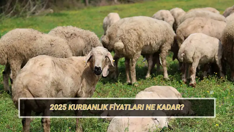 2025 Kurbanlık Fiyatları: Büyükbaş ve Küçükbaş Kurban Fiyatlarında Son Durum