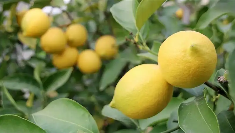 Limonun Fiyatı Hızla Yükseliyor: Adet Başına 24 Lira!