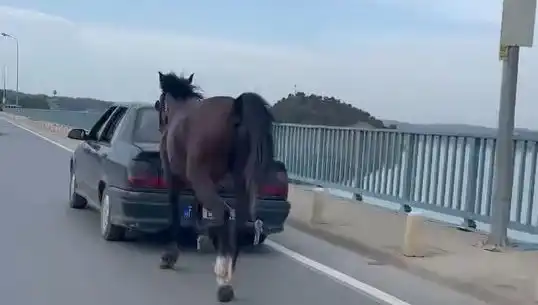 Adana'da Ata Eziyet Edenler Adli İstihbarat Tarafından Tutuklandı
