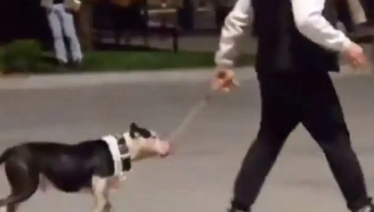 Ağızlıksız Pitbull'un Saldırısı: Sahibine Cezayı Kesin Agresif Davranışlar Konusunda Uyarılar