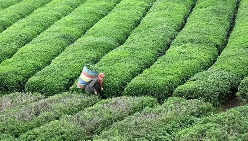 ÇAYKUR, Bayramda Yaş Çay Alımına Ara Vermeden Devam Edecek!